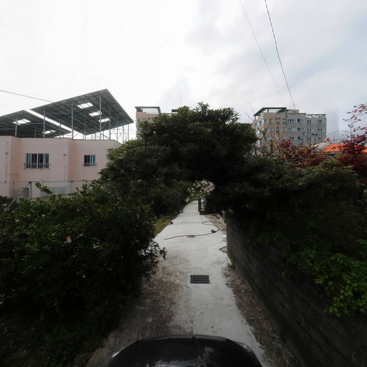 방딴한라봉_4