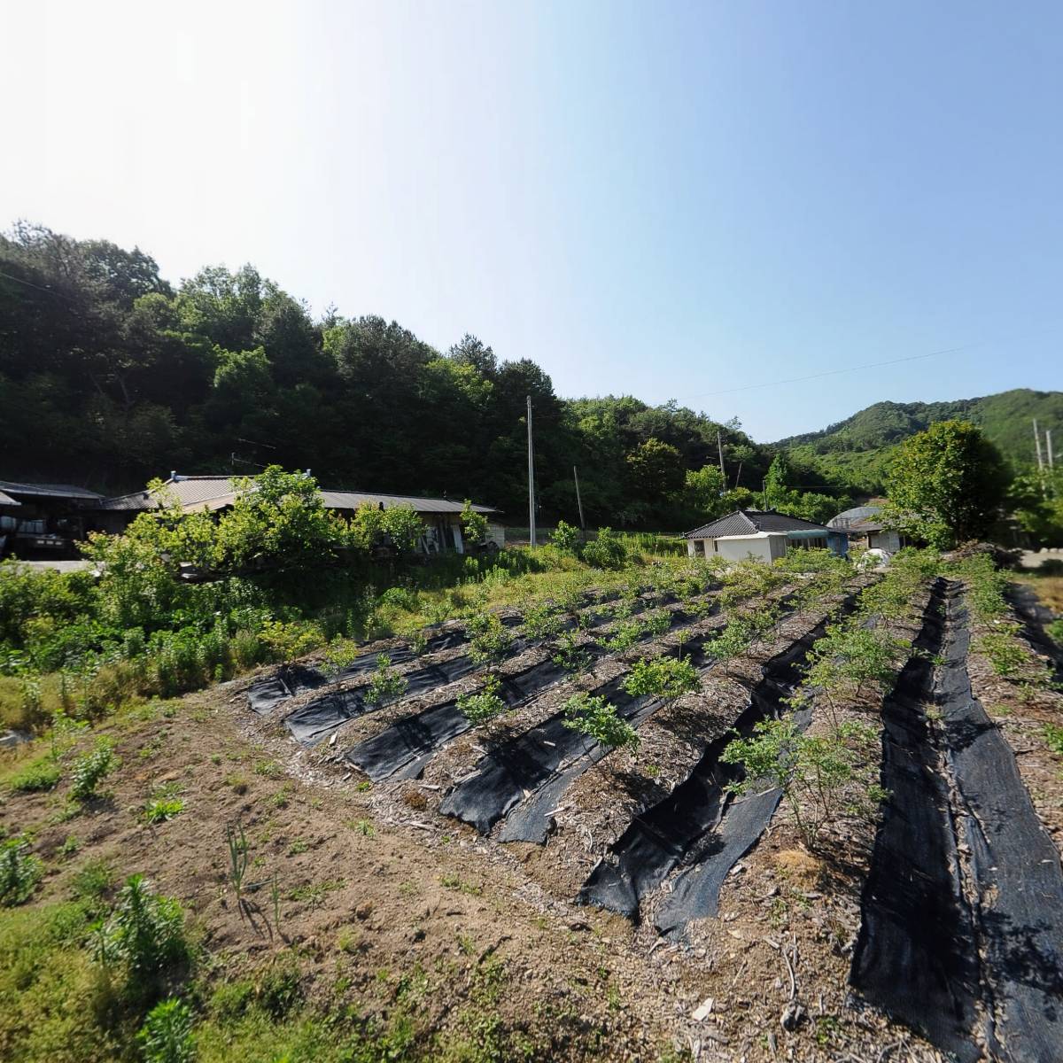 도인베리영농조합법인