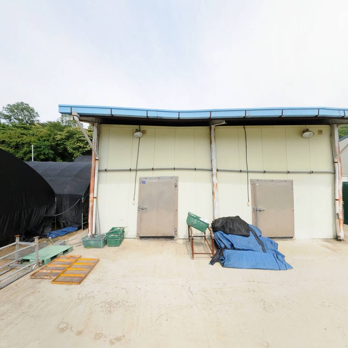 천지령산양산삼영농조합법인