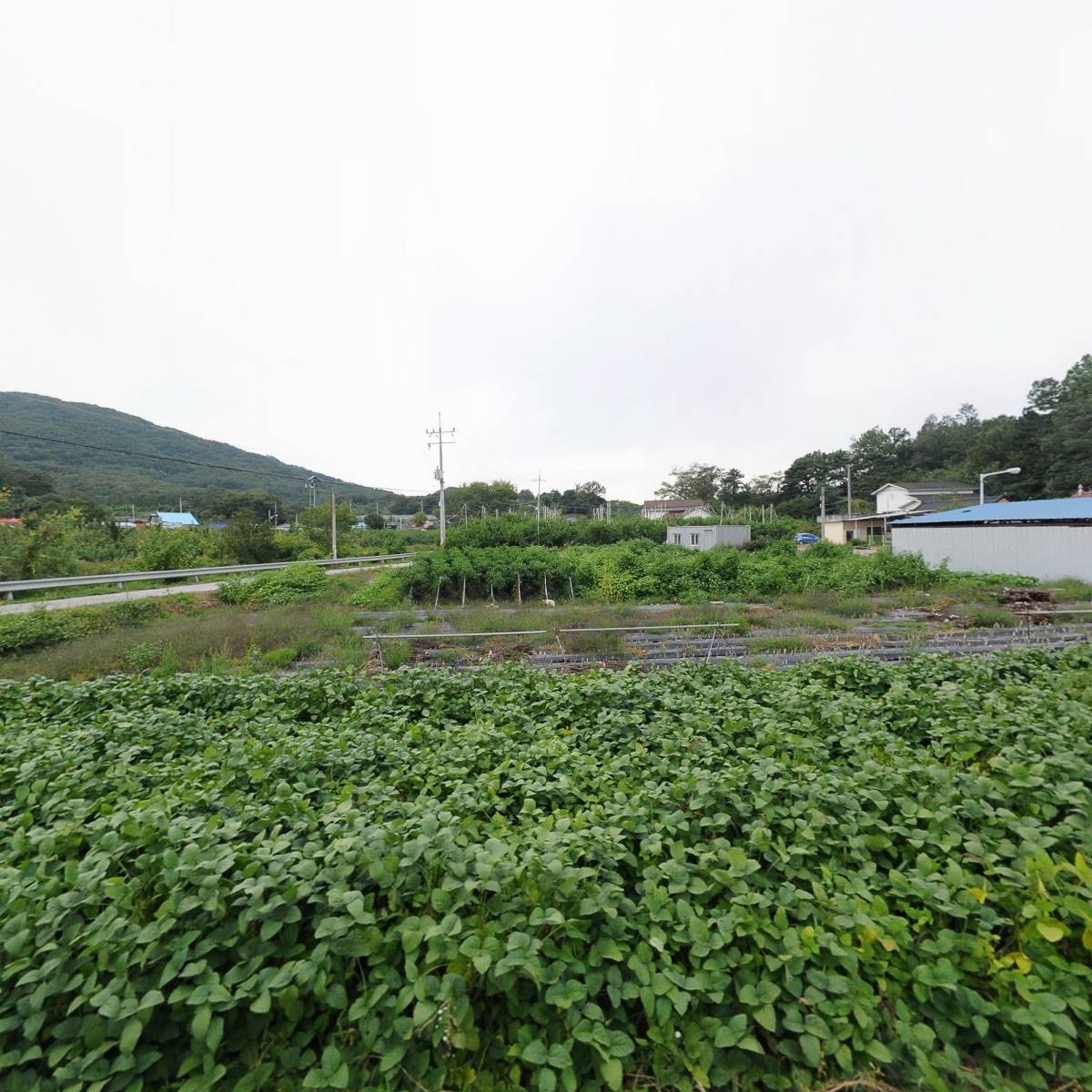 골드스카이크레인_3