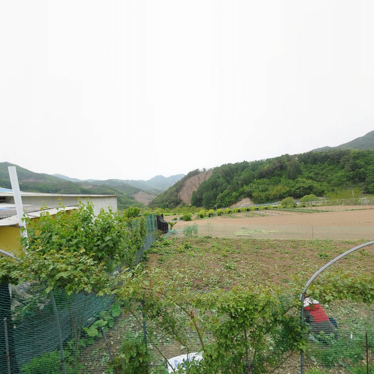 영농조합법인 올산민들레