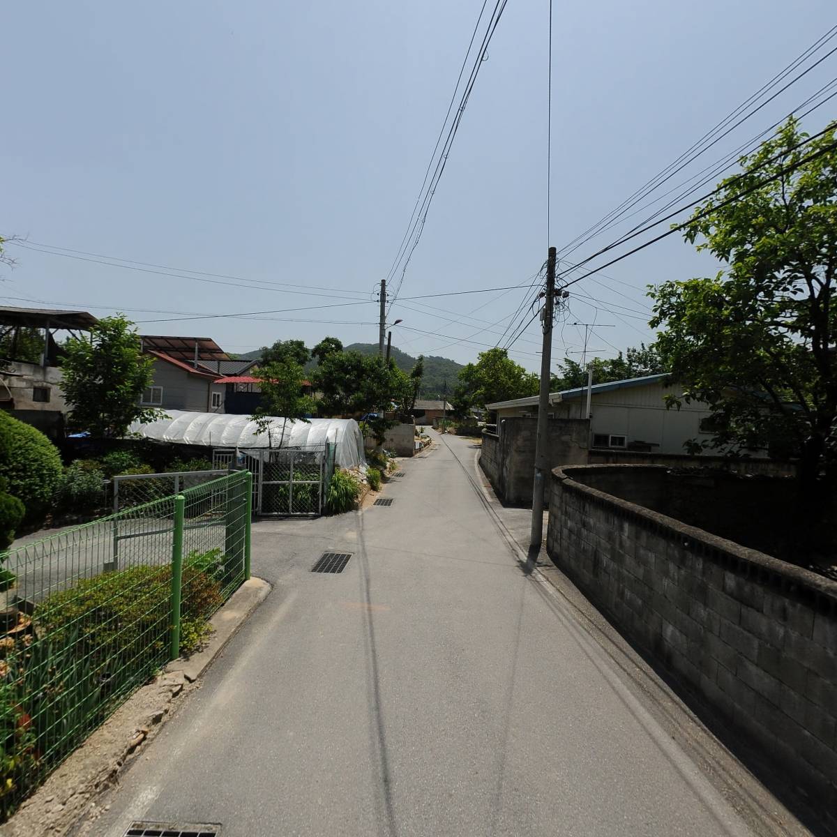 충북 청정자두 복돌이네 농장_2