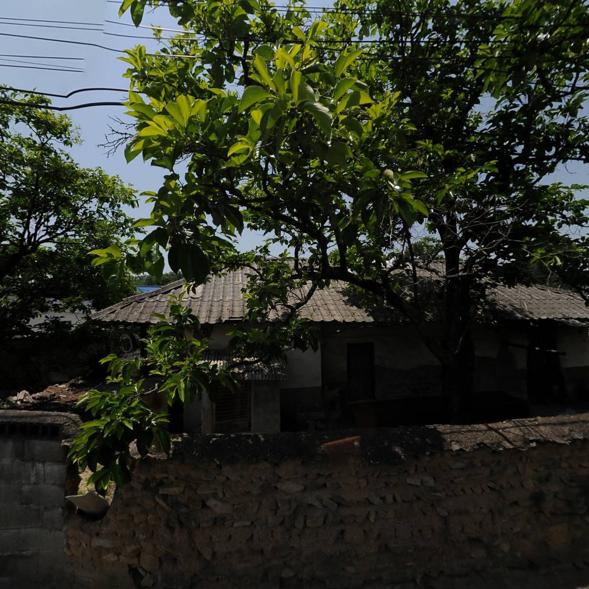 충북 청정자두 복돌이네 농장_3