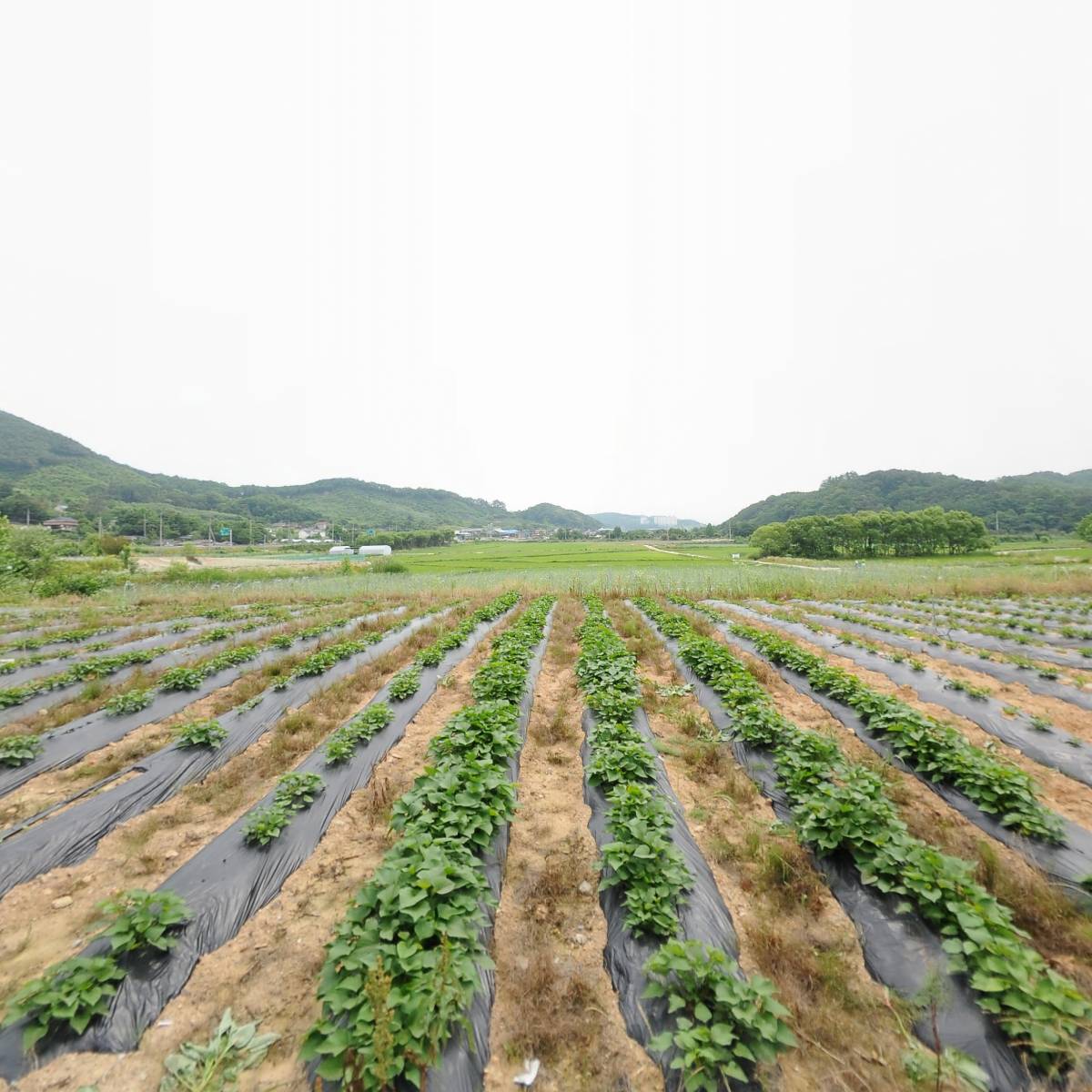 주식회사 스마트팜