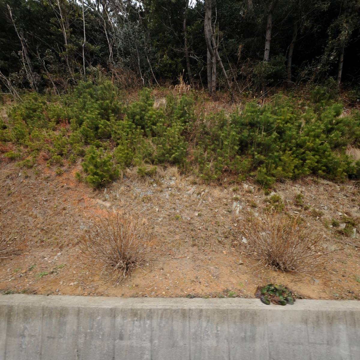 플로리아펜션, 다다화