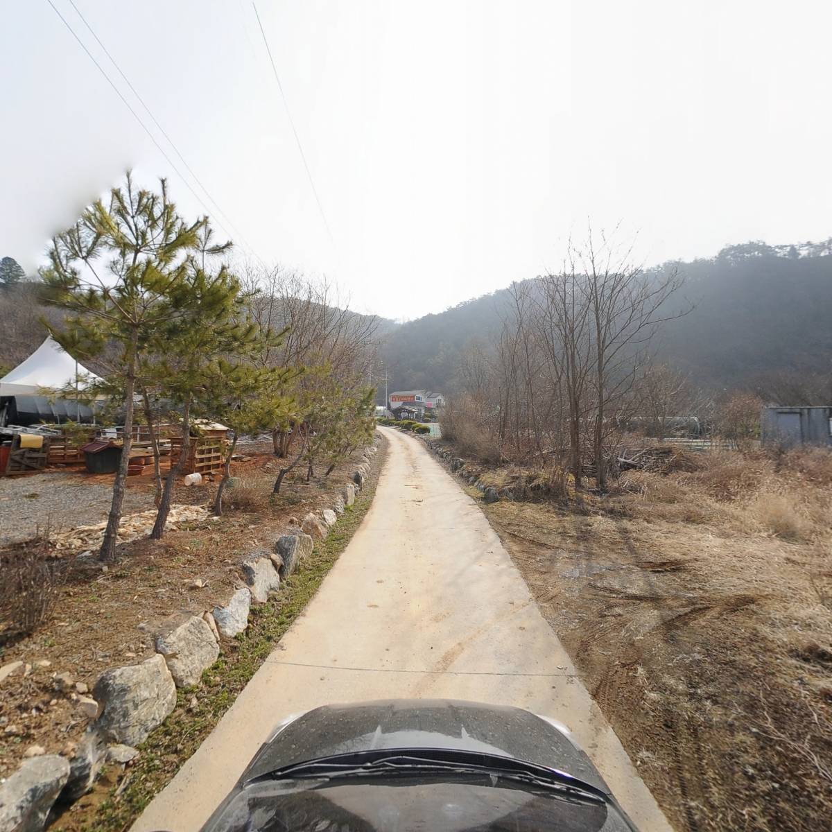 강원영월한반도산약(마)_4