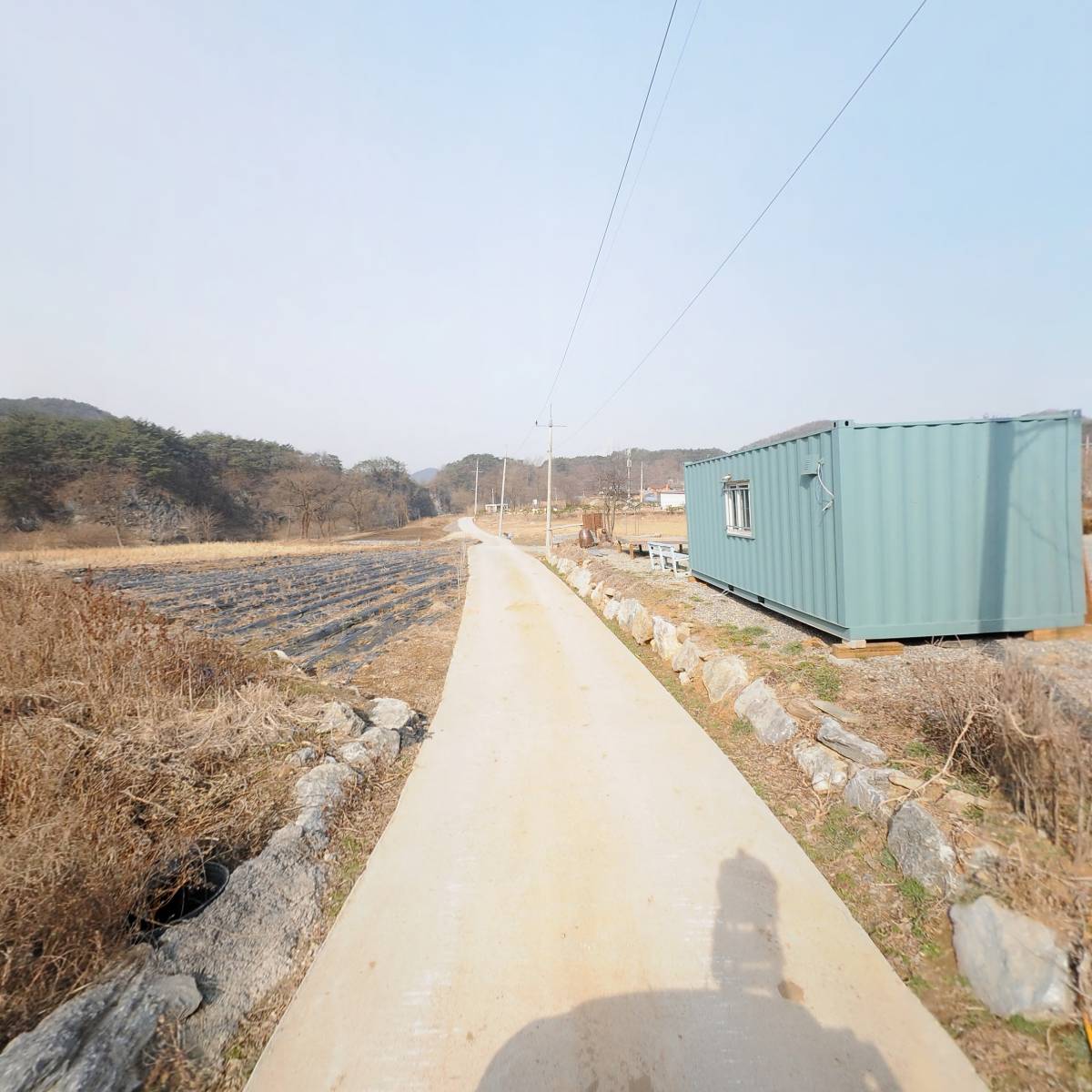 강원영월한반도산약(마)_2