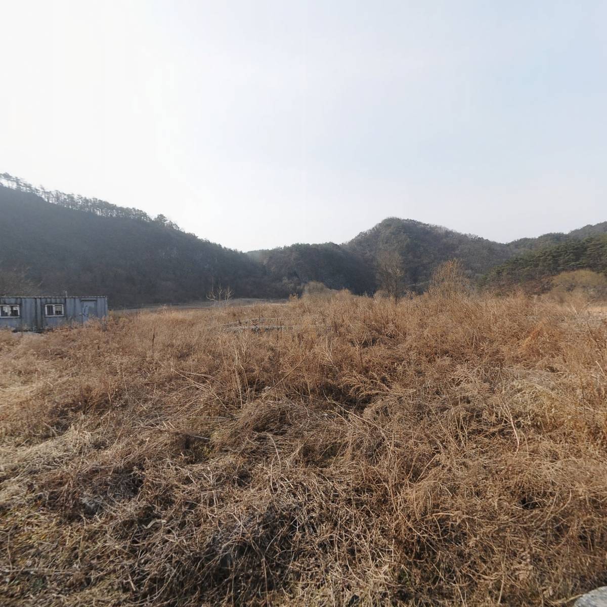 강원영월한반도산약(마)