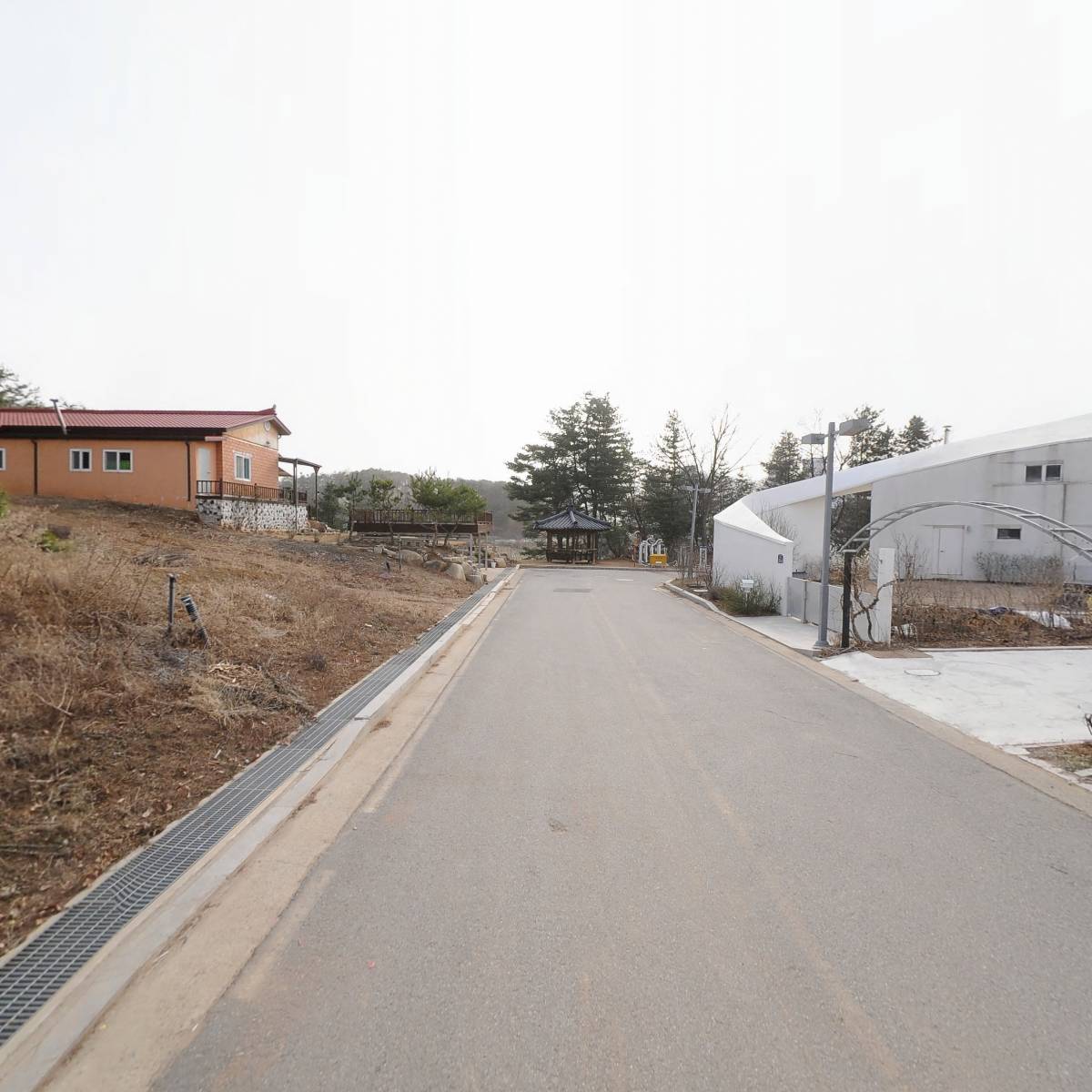 화천자색와송_2
