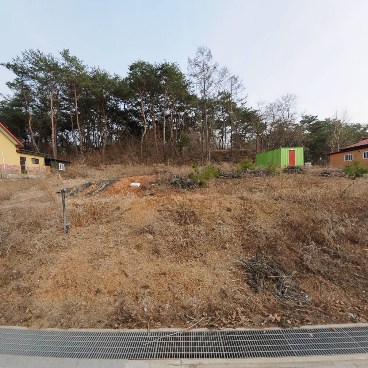 화천자색와송