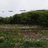 성진제분_3