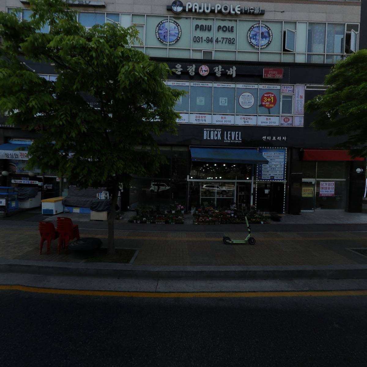 금송아지