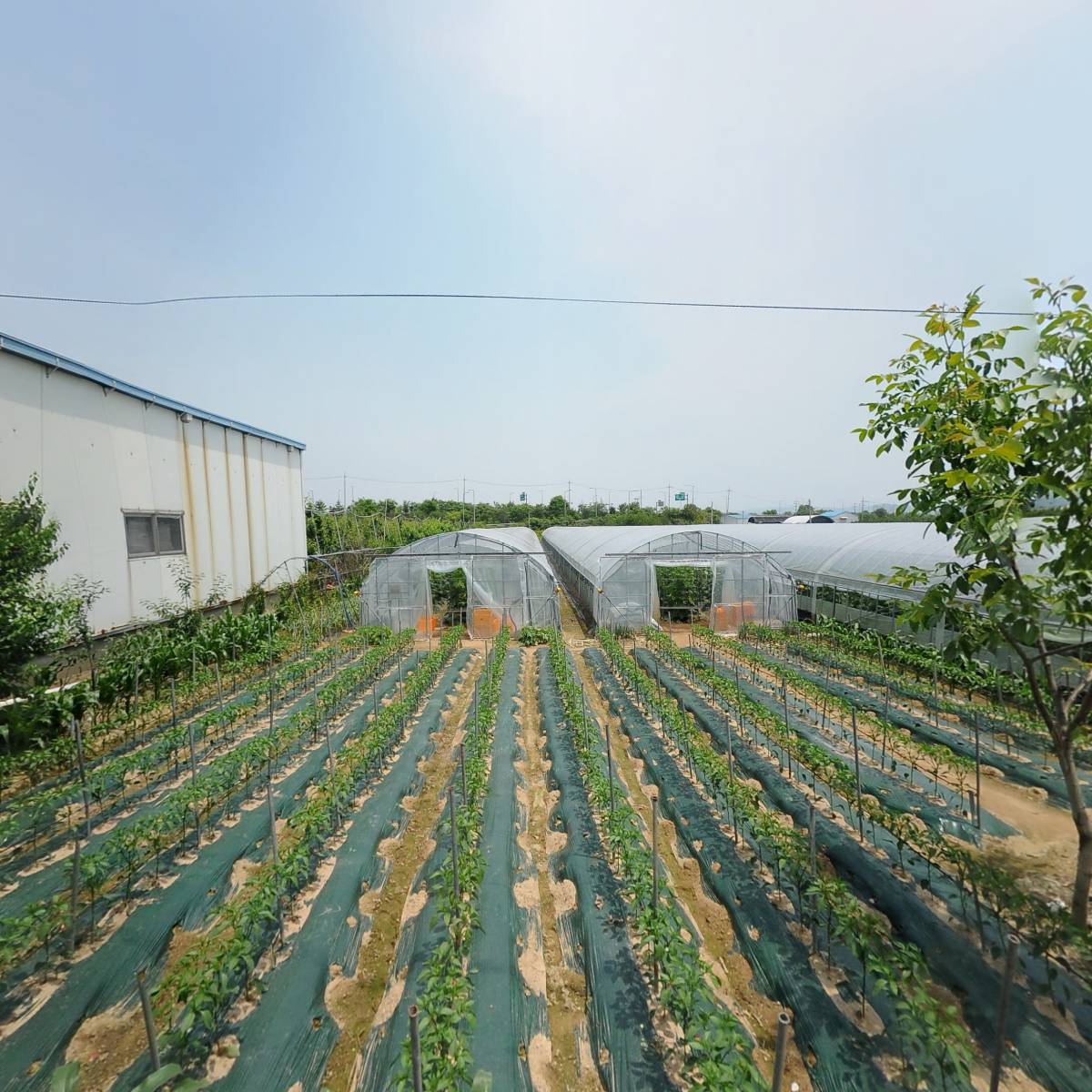 대광목장