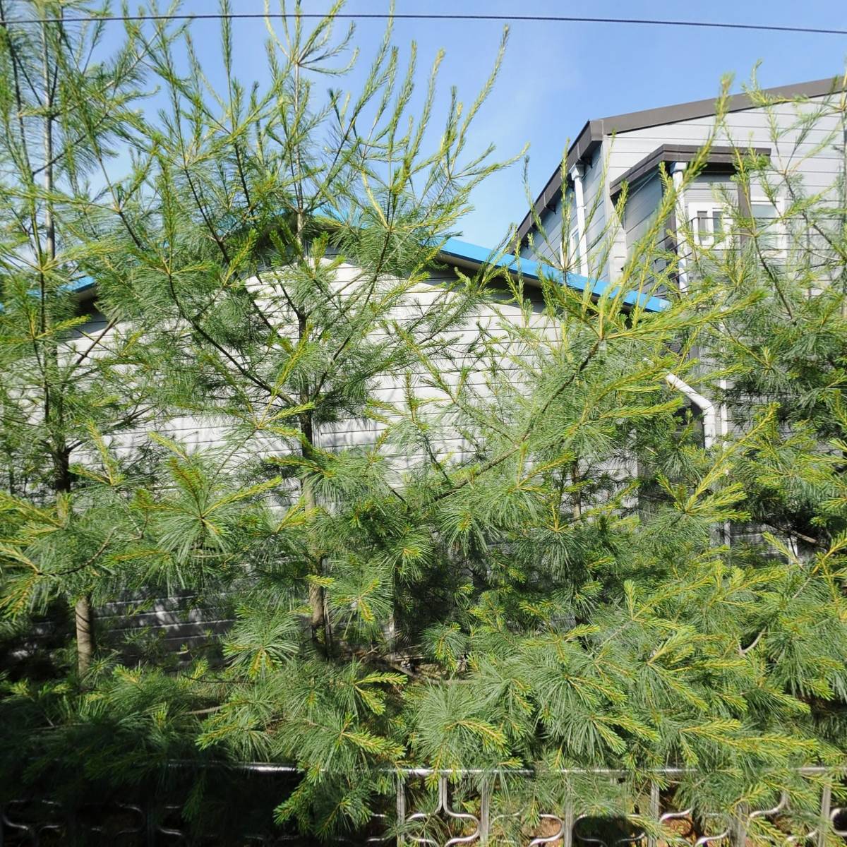 주식회사 더라인