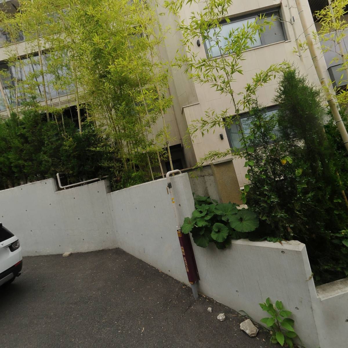 스프링크로커스
