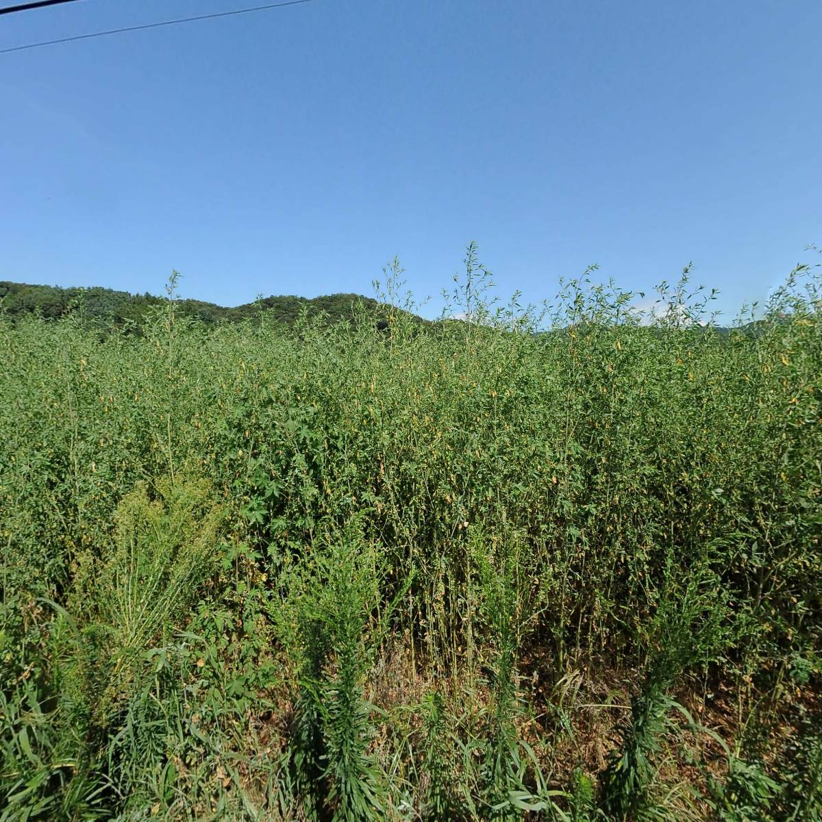 GS25 실촌제일