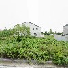 8월에 눈 내리다(키아라)