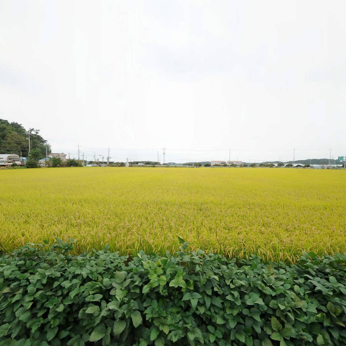 진관1리 마을회관_3