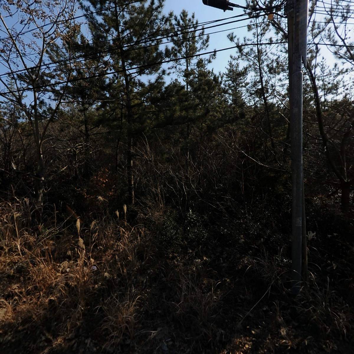 고흥가리비수산