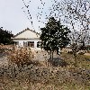 교래흑돼지