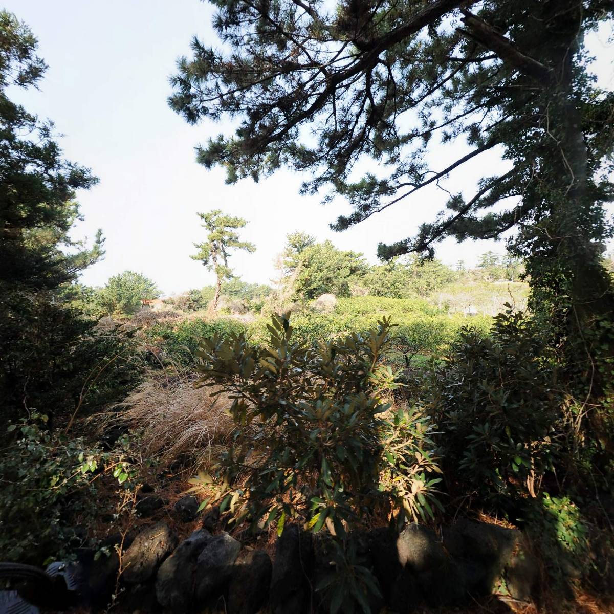 누바비치