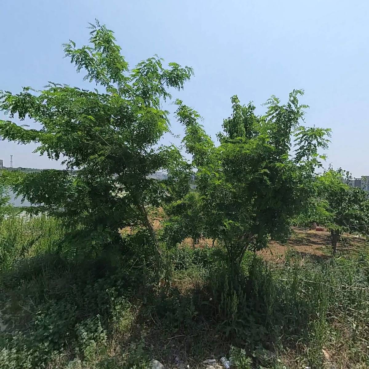성호부화장