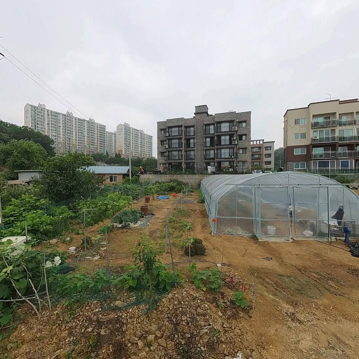 팀버코리아