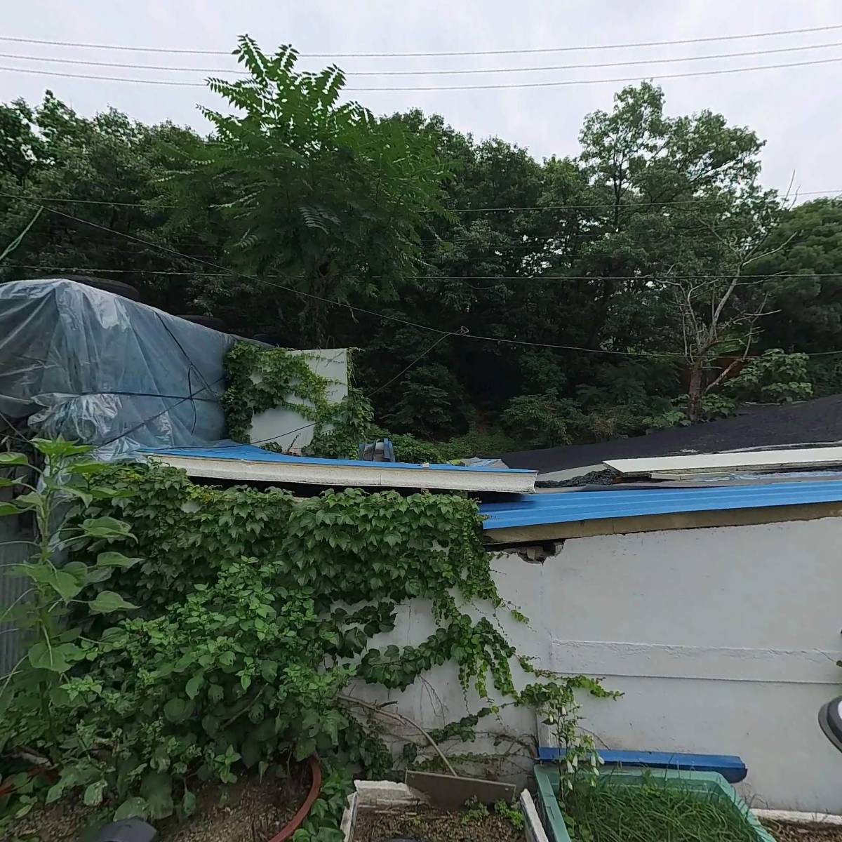 365향기치과의원