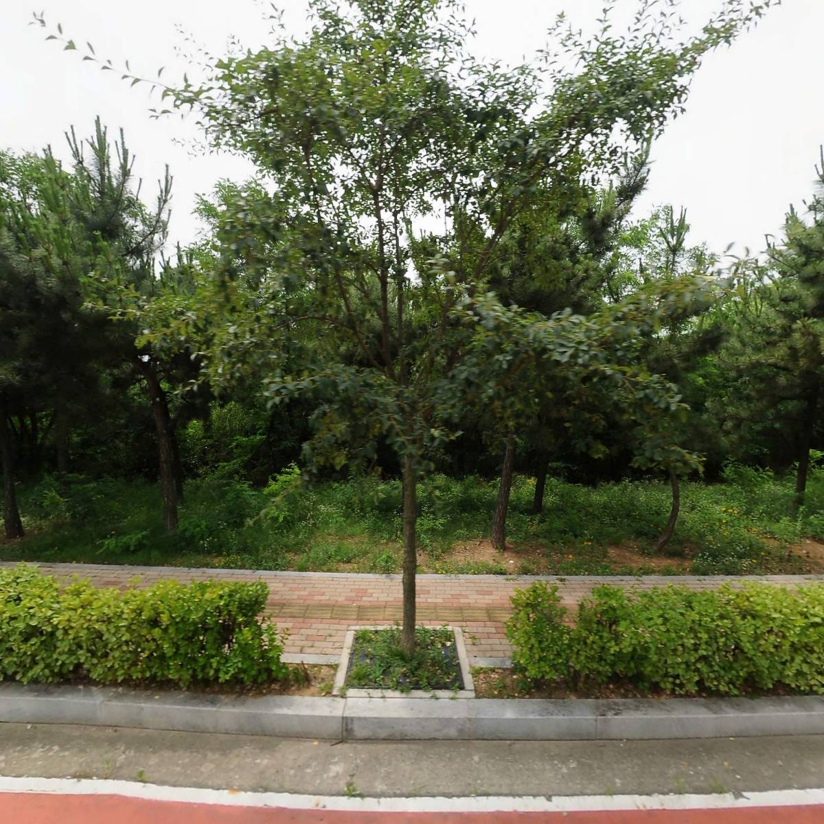 허쉬그레이