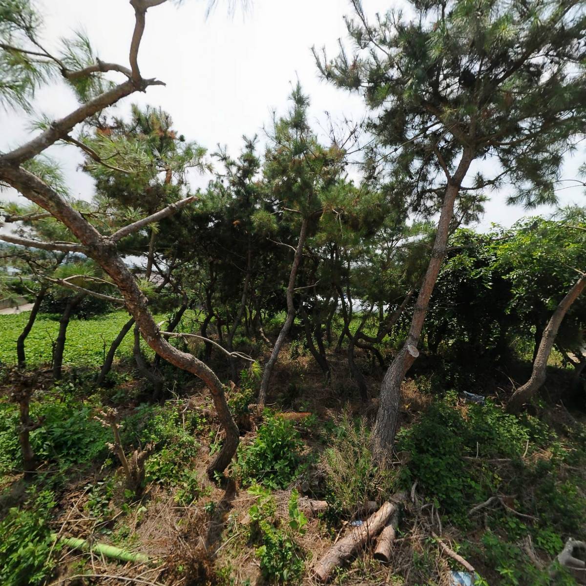 동진농장영농조합법인_3