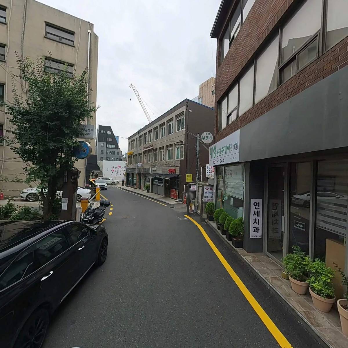 담장옆에국화꽃_2