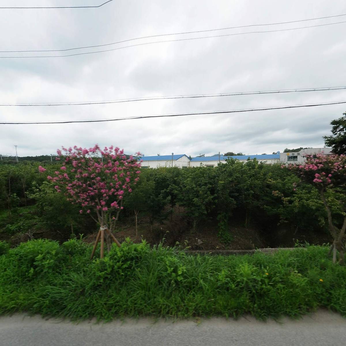 교룡식품