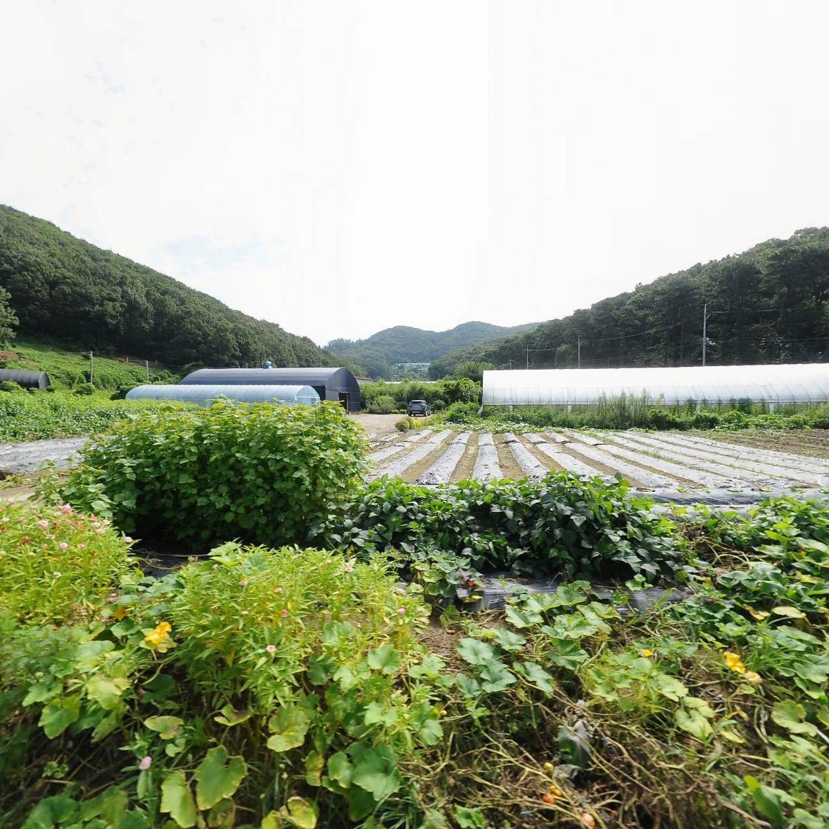 출장전문고물상철거