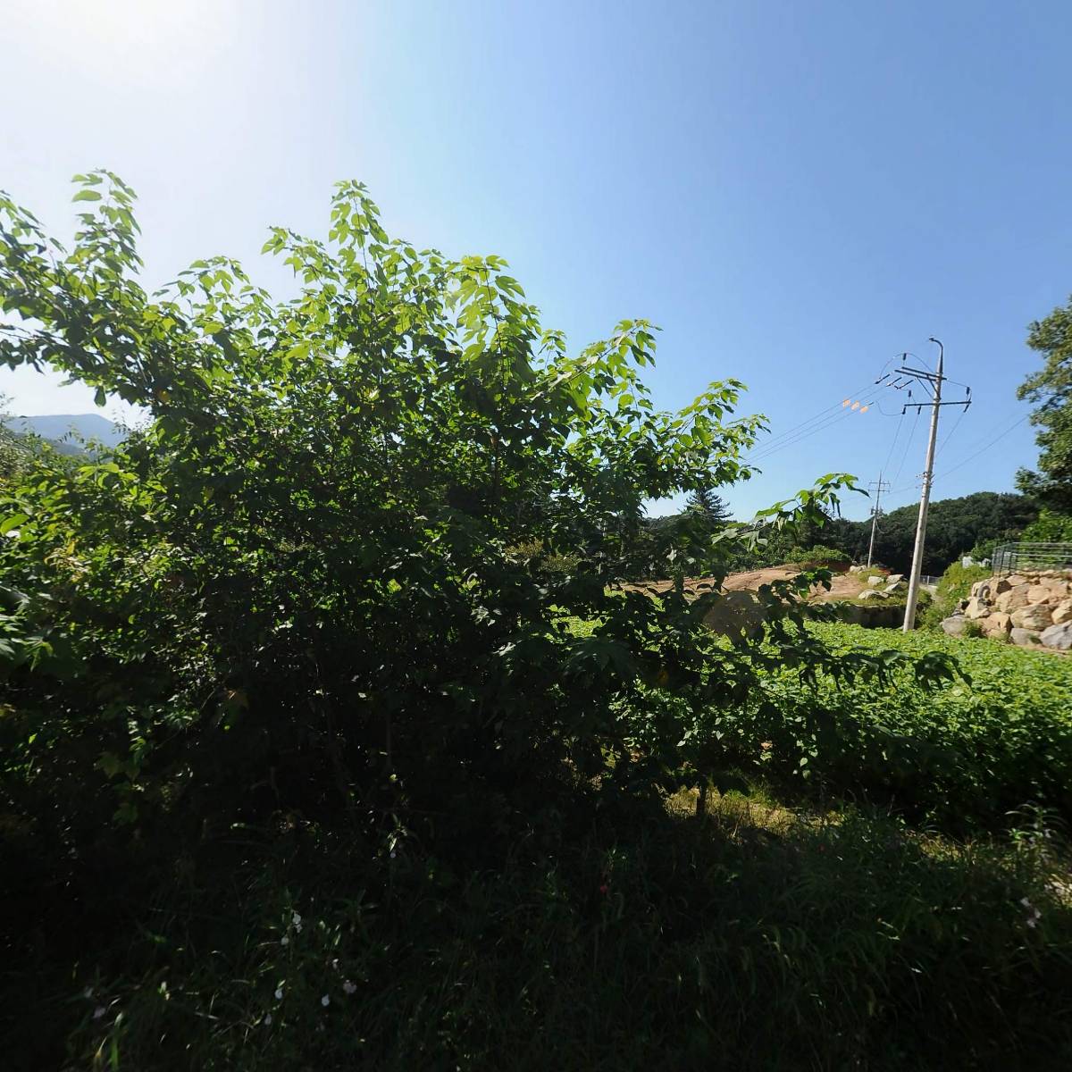 소아담(Soadam)