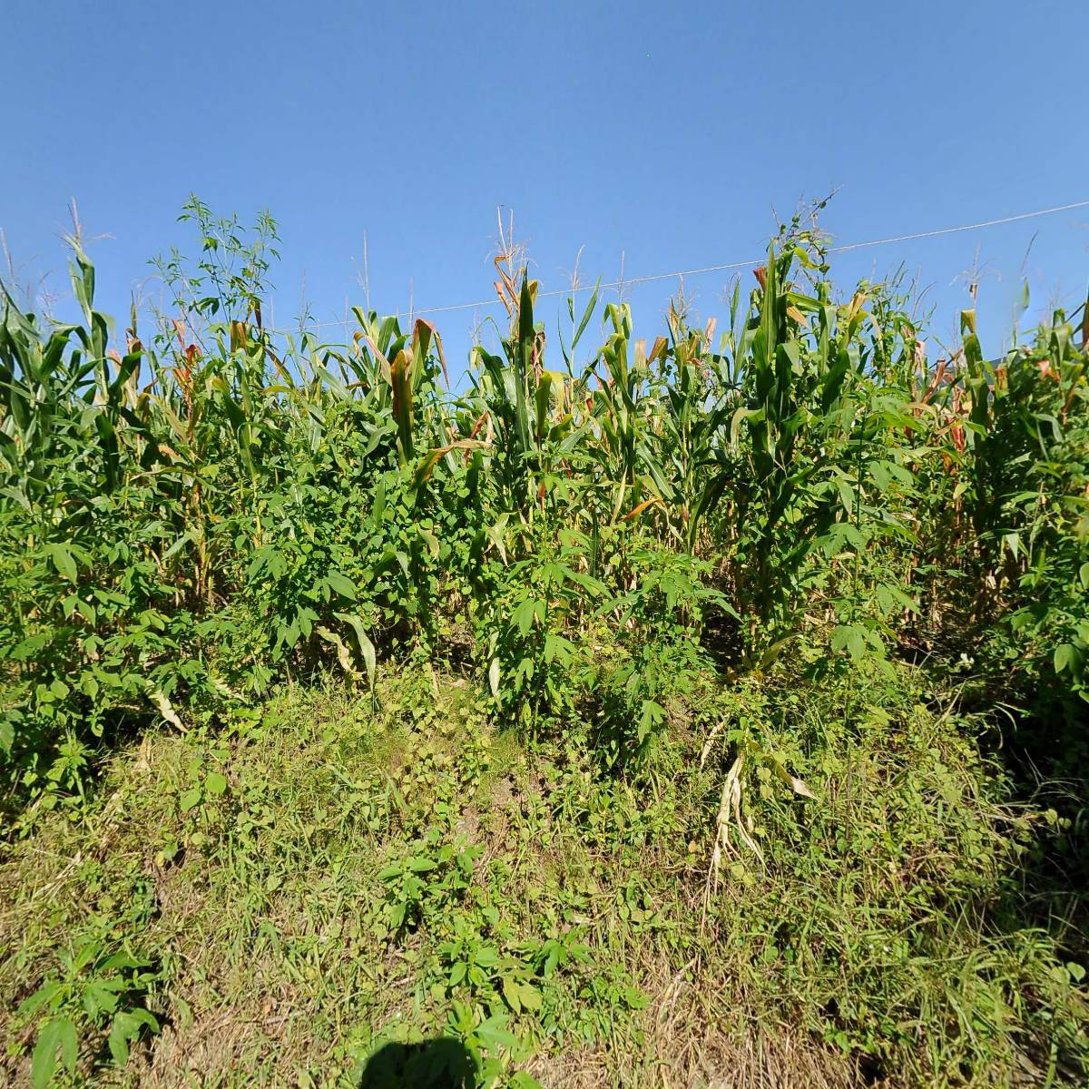 행복한 캠핑바베큐