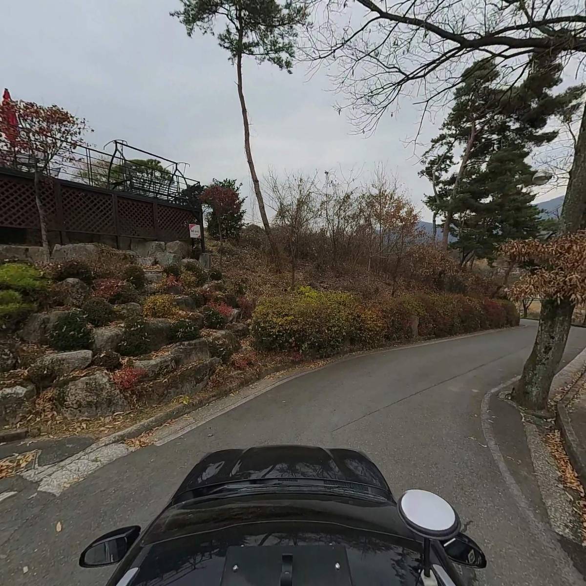 평창 산머루_4