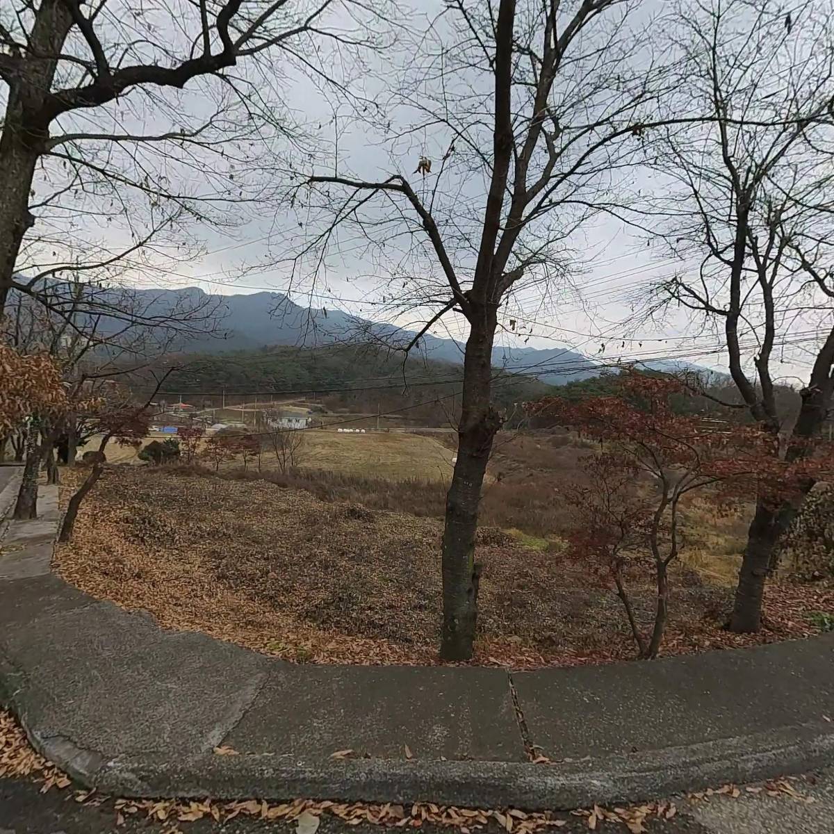 평창 산머루
