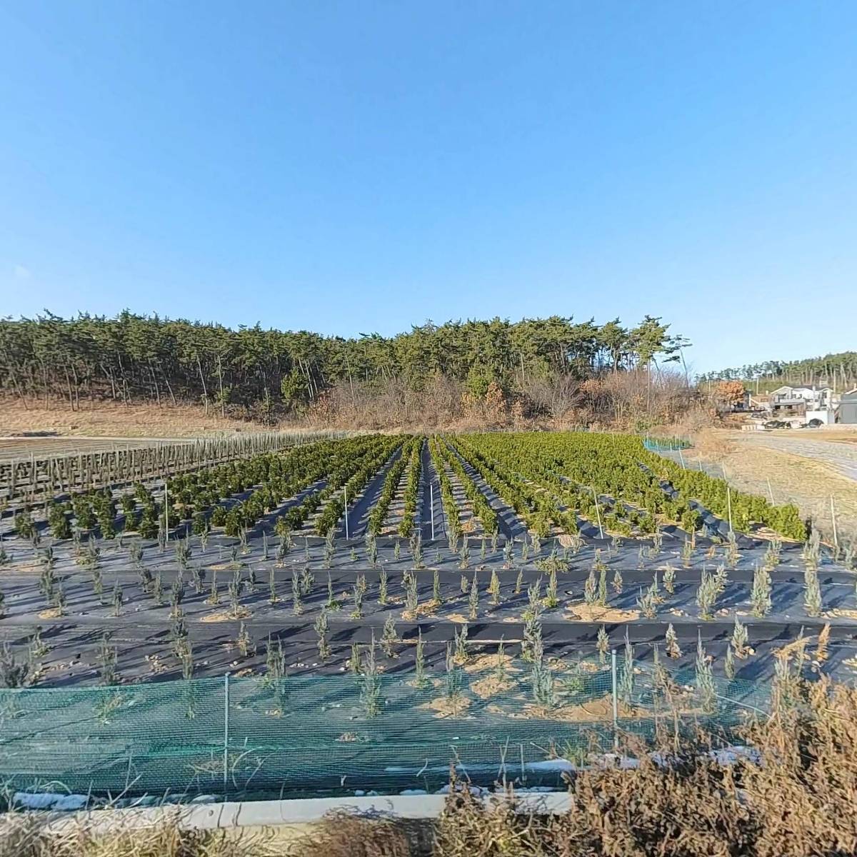 농업회사법인 (주) 만리포솔향기관광농원