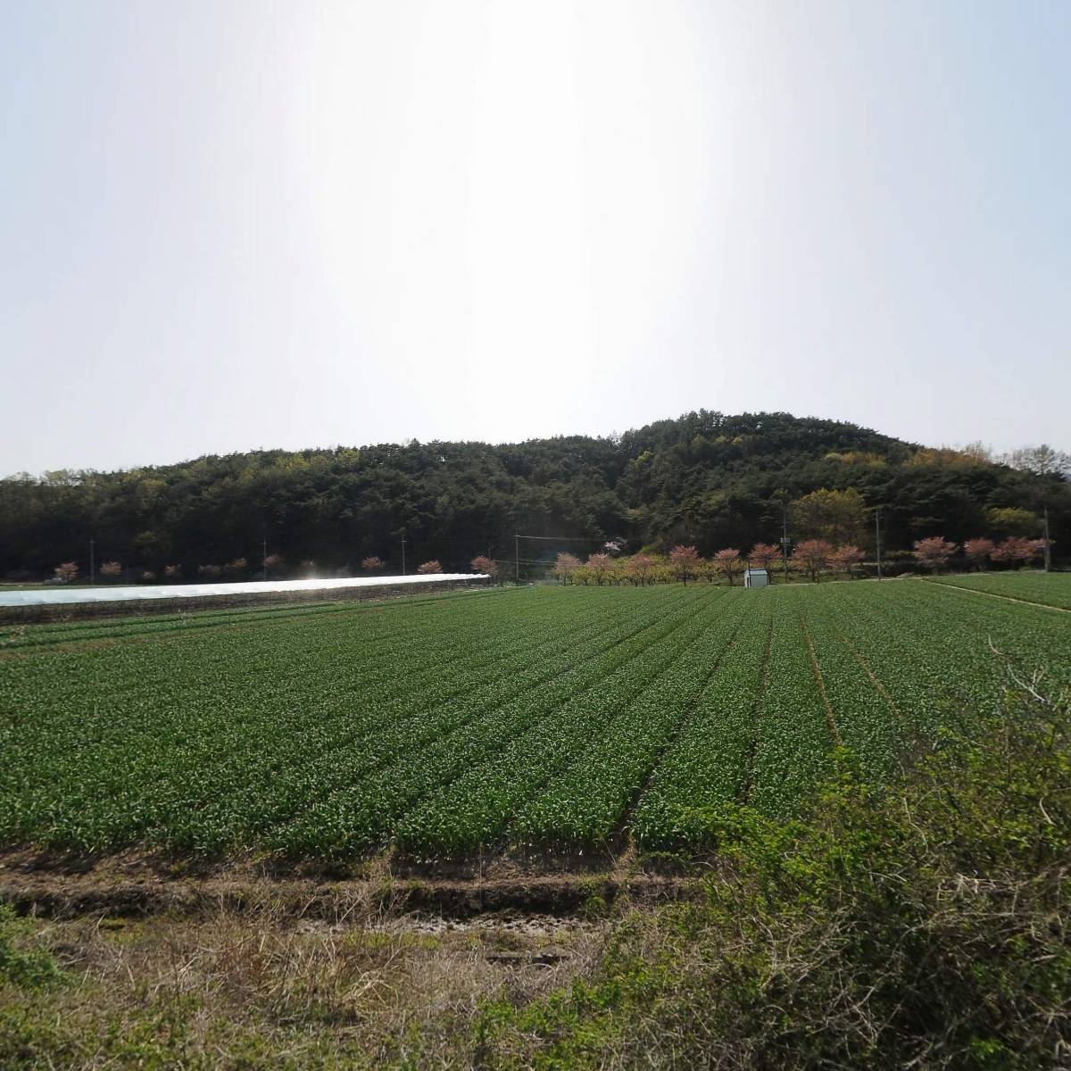 농업회사법인성심(주)