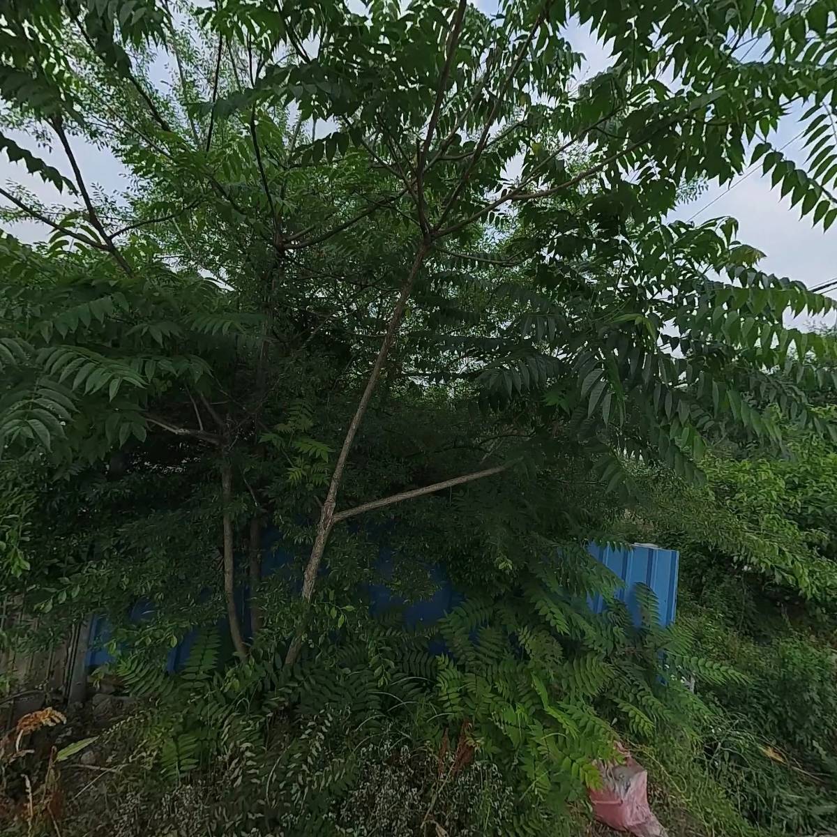 용인 파라솔 텐트