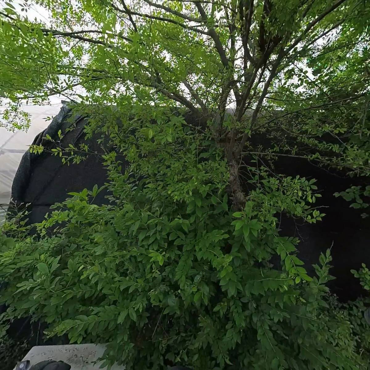 플루어즈
