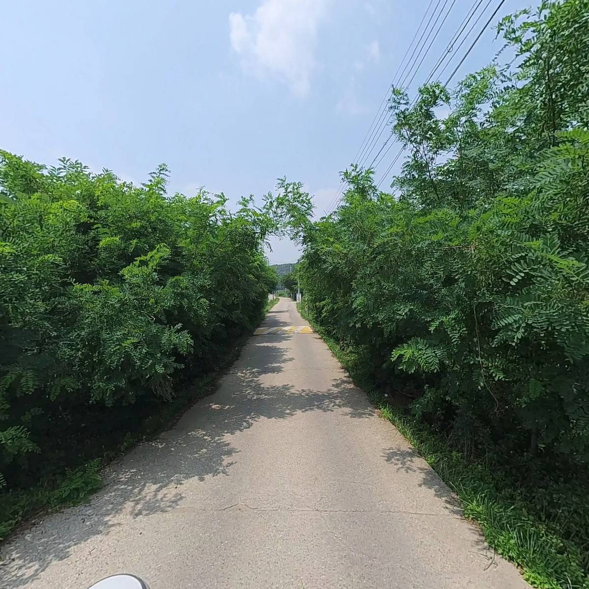제디아_2