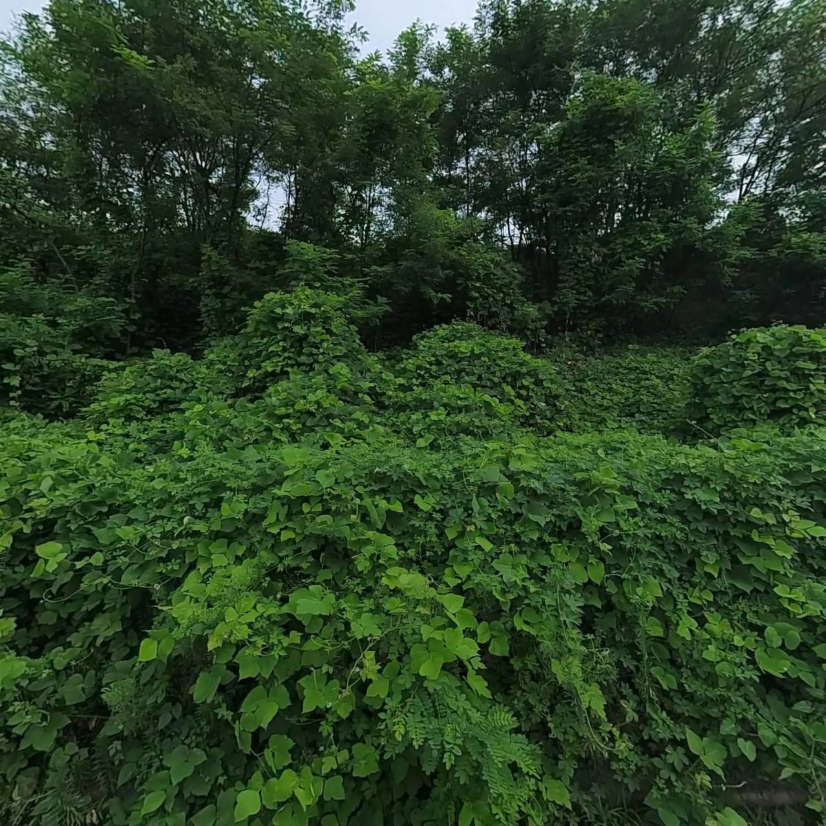 (주)천보조경