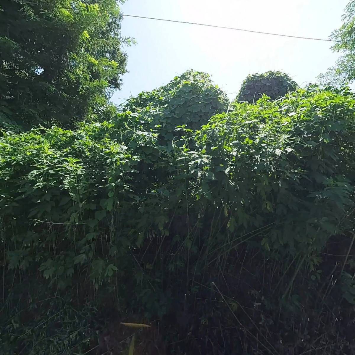 에이스볼파크