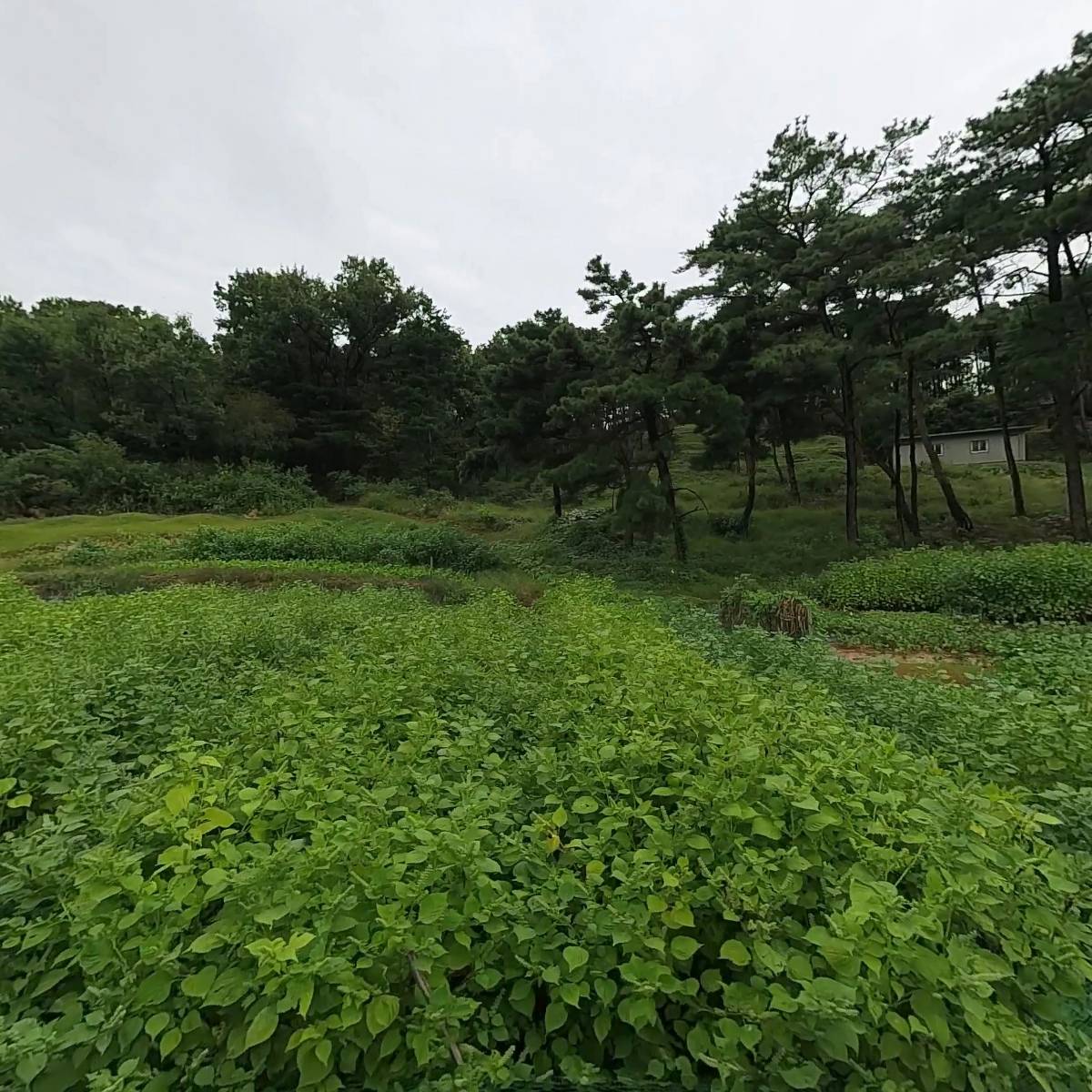 덕신고등학교 총동문회
