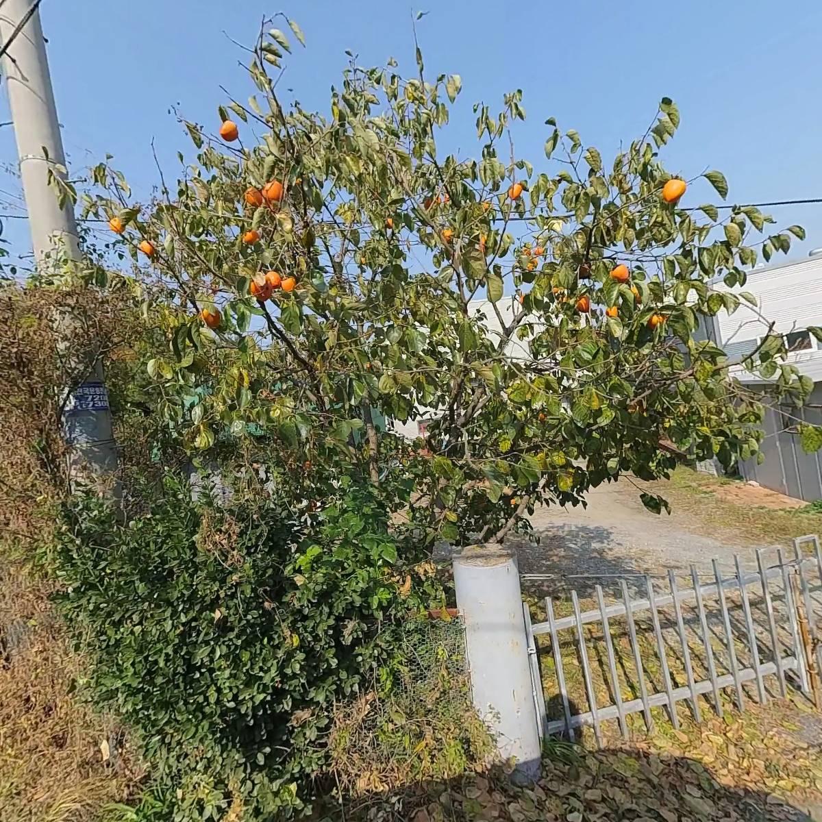 청화팩